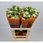 Dianthus Nelk SP Solomio Bern*10