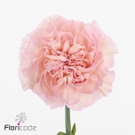 Dianthus Nelk ST Sorbet*20