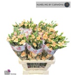 Dianthus Nelk SP Amelie*10