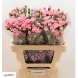 Dianthus Nelk SP Bubblegum*10