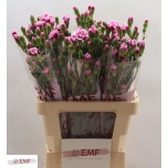 Dianthus Nelk SP Enigma