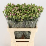 Dianthus Kobarnelk Milkana*10