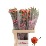 Dianthus Nelk SP Orange Amelie*10