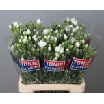 Dianthus Kobarnelk Ramaya*10