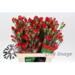 Dianthus Kobarnelk Rony*10