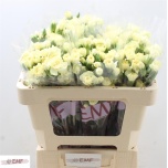 Dianthus Nelk SP Xanthe*10