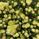 Dianthus Nelk SP Xanthe*10