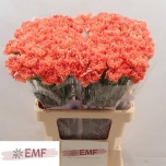Dianthus Nelk ST Tamarind*20