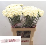 Dianthus Nelk ST White Liberty*20
