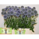 Echinops Mesiohakas Blue Globe 60cm