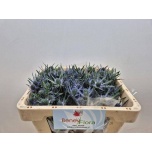 Eryngium Ogaputk Blue Lagoon 40cm