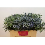 Eryngium Ogaputk Blue Lagoon 50cm
