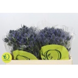 Eryngium Ogaputk Blue Lagoon 50cm
