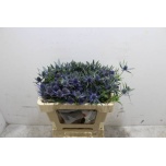 Eryngium Ogaputk Blue Lagoon 50cm