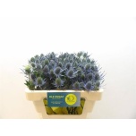 Eryngium Ogaputk Blue Lagoon 50cm