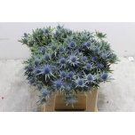 Eryngium Ogaputk Aquarius 40cm