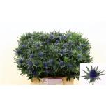 Eryngium Ogaputk Aquarius 40cm