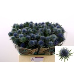 Eryngium Ogaputk Magnetar 60cm