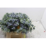 Eryngium Ogaputk Orion Questar 40cm