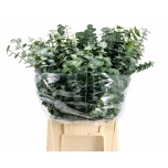 Eucalyptus Baby Blue 50cm
