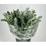 Eucalyptus Baby Blue 50cm