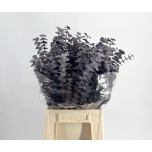 Eucalyptus Baby Blue paint 65cm