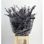 Eucalyptus Baby Blue paint 65cm