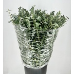 Eucalyptus Baby Blue 70cm