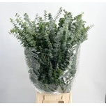Eucalyptus Baby Blue 70cm