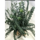 Eucalyptus Baby Blue 70cm