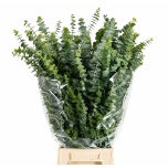 Eucalyptus Baby Blue 70cm