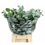 Eucalyptus CINEREA 50cm