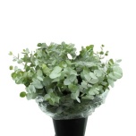Eucalyptus CINEREA 50cm