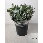 Eucalyptus CINEREA 50cm