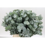 Eucalyptus CINEREA 50cm