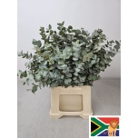 Eucalyptus CINEREA 50cm