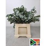 Eucalyptus CINEREA 50cm