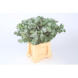 Eucalyptus CINEREA 50cm