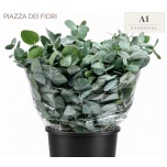 Eucalyptus CINEREA 50cm