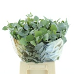 Eucalyptus Cinerea 55cm (pk)