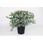 Eucalyptus Cinerea 55cm