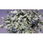 Eucalyptus Cinerea 70cm