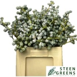 Eucalyptus Globulus per bunch