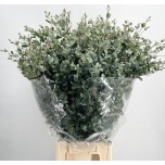Eucalyptus Gunnii 70cm