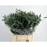 Eucalyptus Parvifolia 50cm