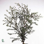 Eucalyptus Parvifolia 70cm