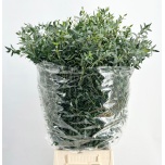 Eucalyptus Parvifolia 70cm