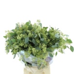 Eucalyptus Polyanthemos Berry 65cm