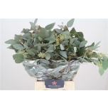 Eucalyptus Polyanthemos Berry 60cm