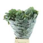 Eucalyptus polyanthemos 70-75CM